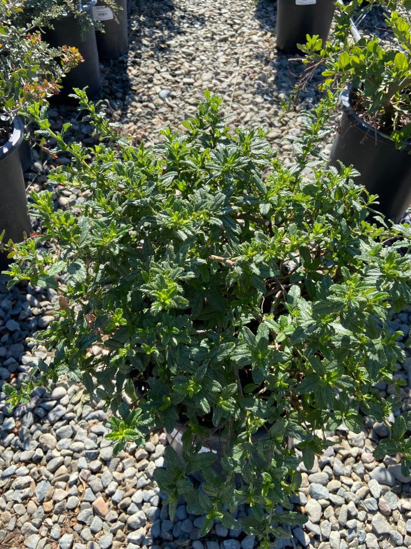 California Lilac - Ceanothus - Pulled Nursery