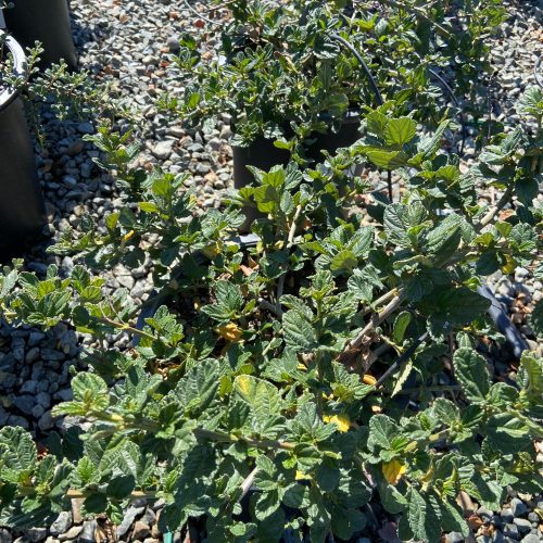 California Lilac - Ceanothus - Pulled Nursery