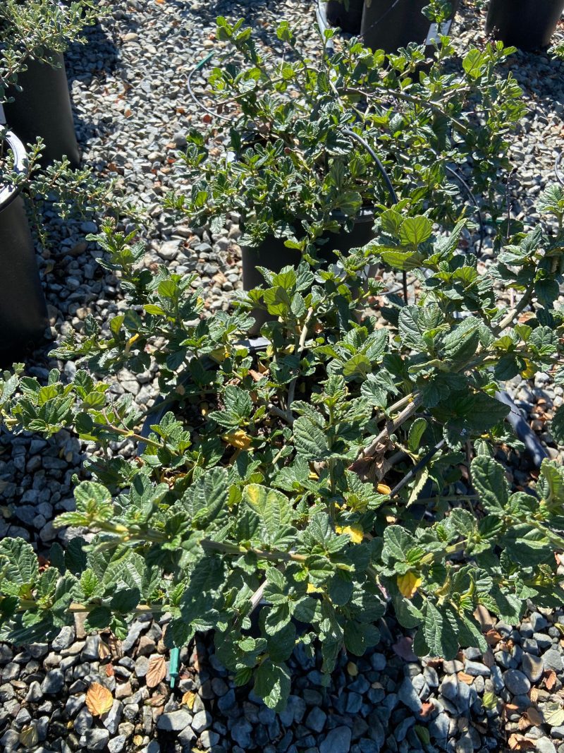 California Lilac - Ceanothus - Pulled Nursery