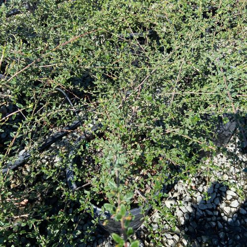 California Lilac - Ceanothus - Pulled Nursery