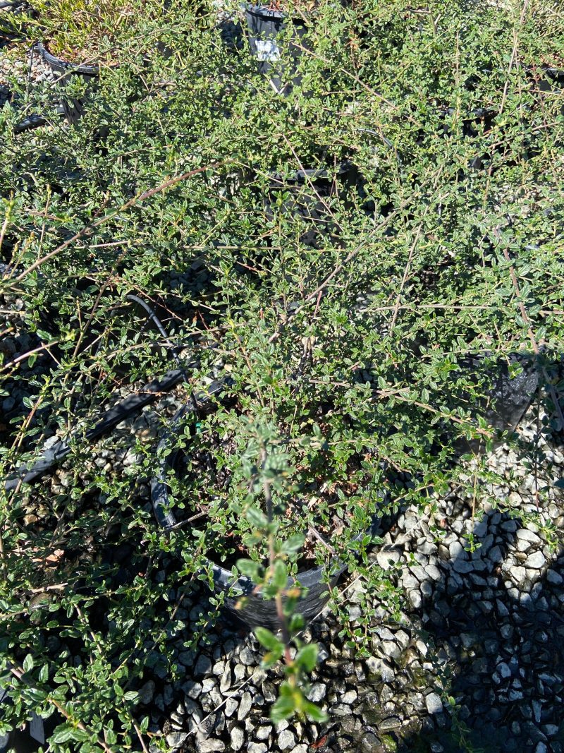 California Lilac - Ceanothus - Pulled Nursery