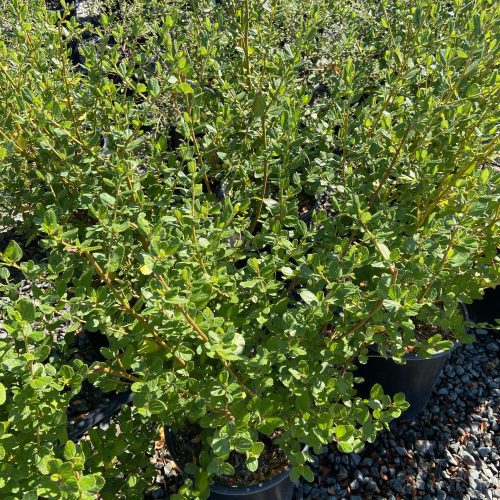 California Lilac - Ceanothus - Pulled Nursery