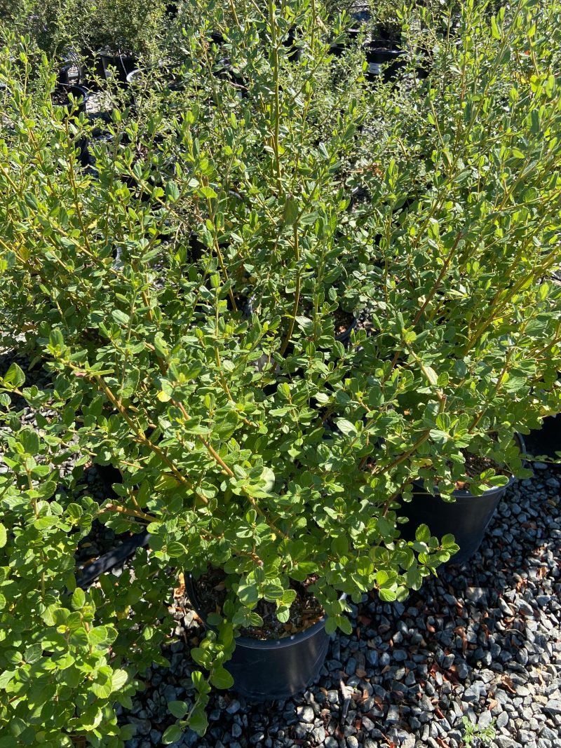 California Lilac - Ceanothus - Pulled Nursery