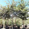 Hackberry - Celtis Occidentalis - Pulled Nursery