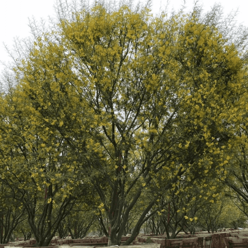 Palo Verde Cercidium hybrid Parkinsonia ‘Desert Museum’