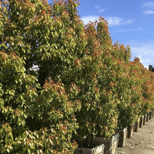 Camphor Tree - Cinnamomum camphora