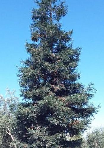 Coast Redwood - Sequoia sempervirens - Pulled Nursery