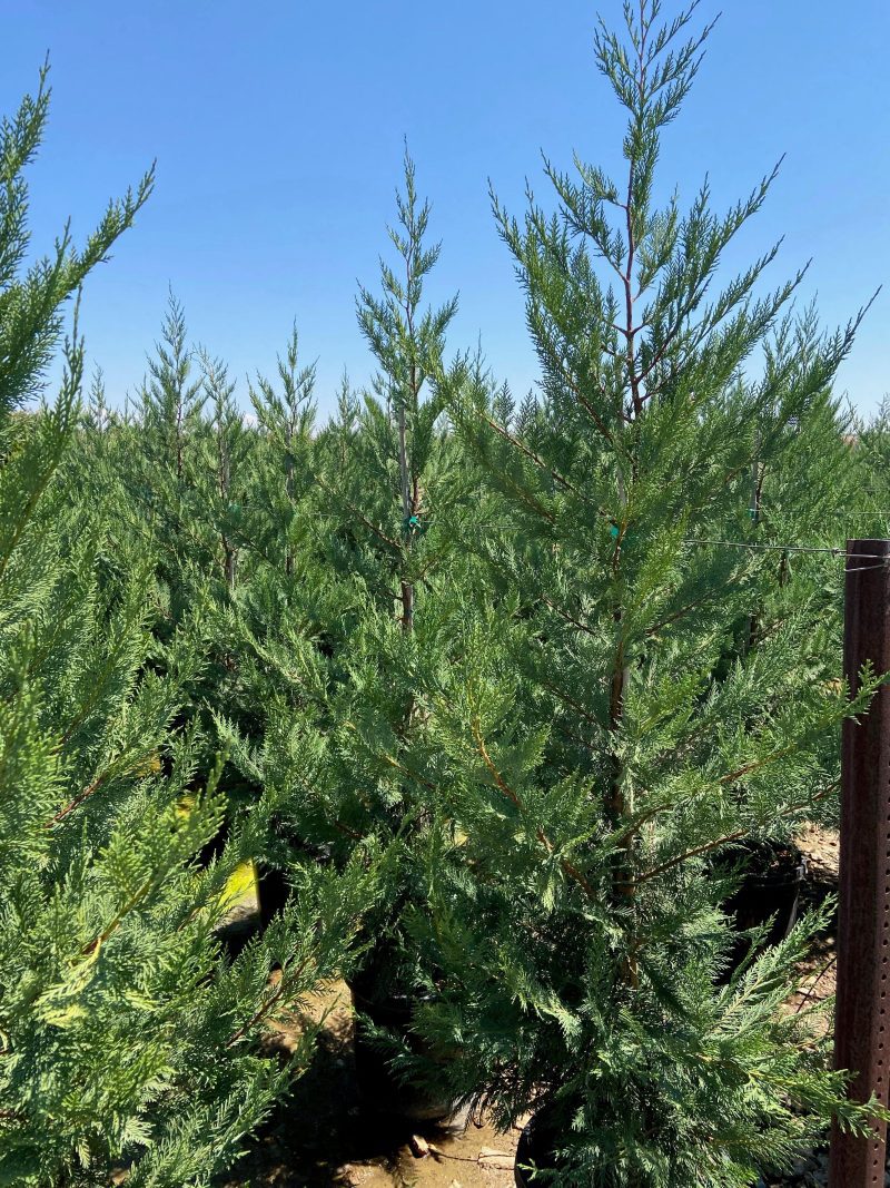 Leyland Cypress (Cupressocyparis leylandii) - Pulled Nursery