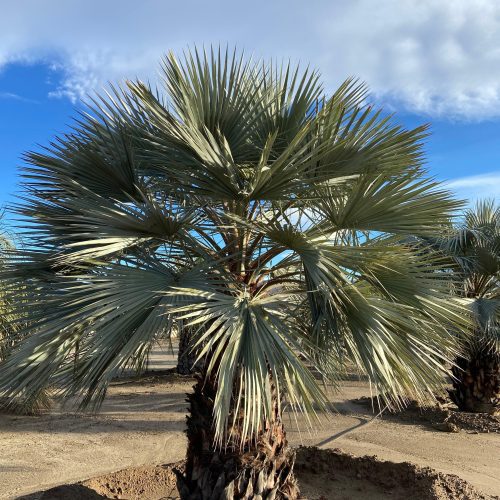 Blue Hesper Palm - Brahia Armata - Pulled Nursery