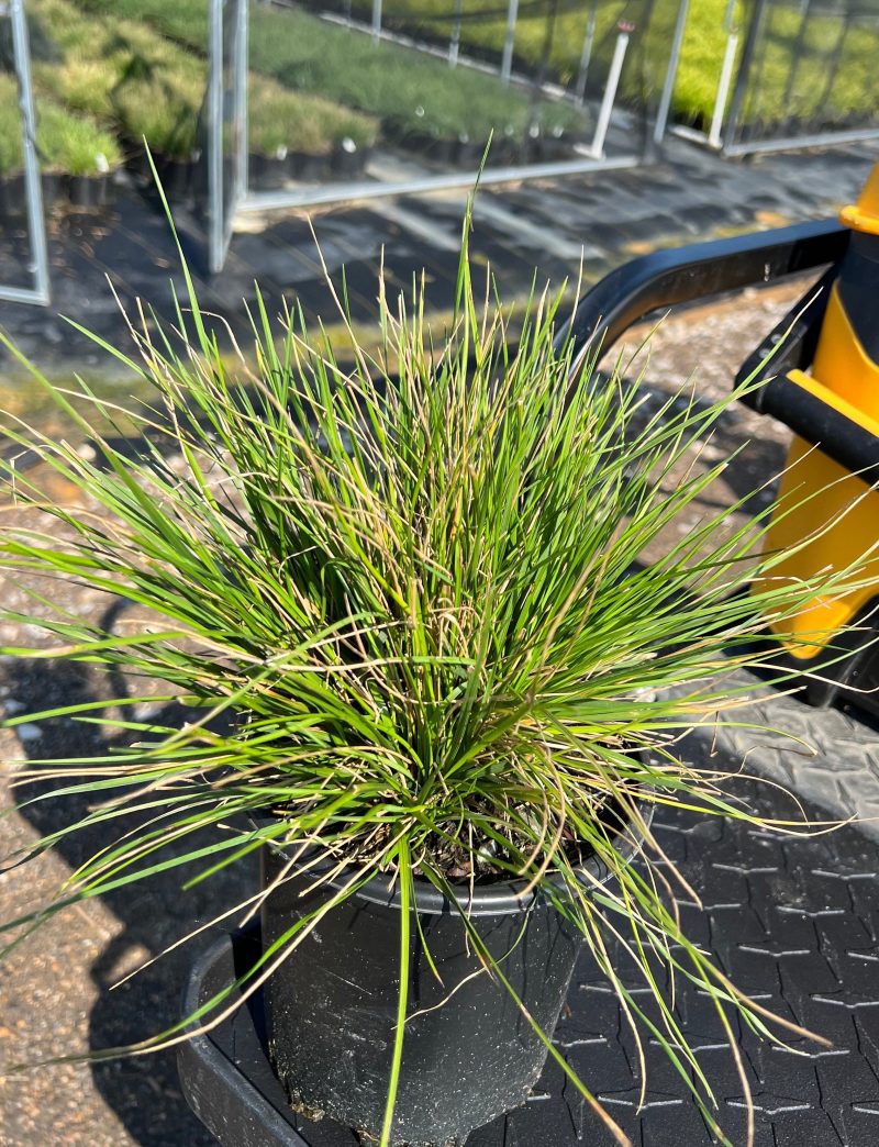 DeschampsiaGoldTau