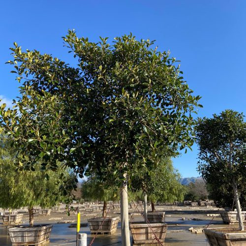 Rusty Fig - Ficus Rubiginosa Australis (Apple Store Trees) - Pulled Nursery