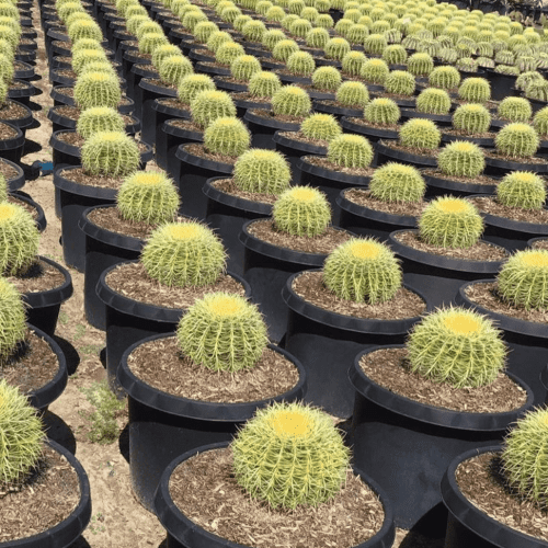 Golden Barrel Cactus - Echinocactus grusonii