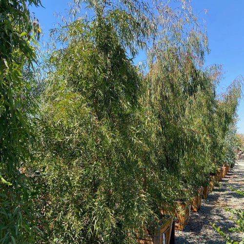 White Gum (Eucalyptus viminalis) - Pulled Nursery