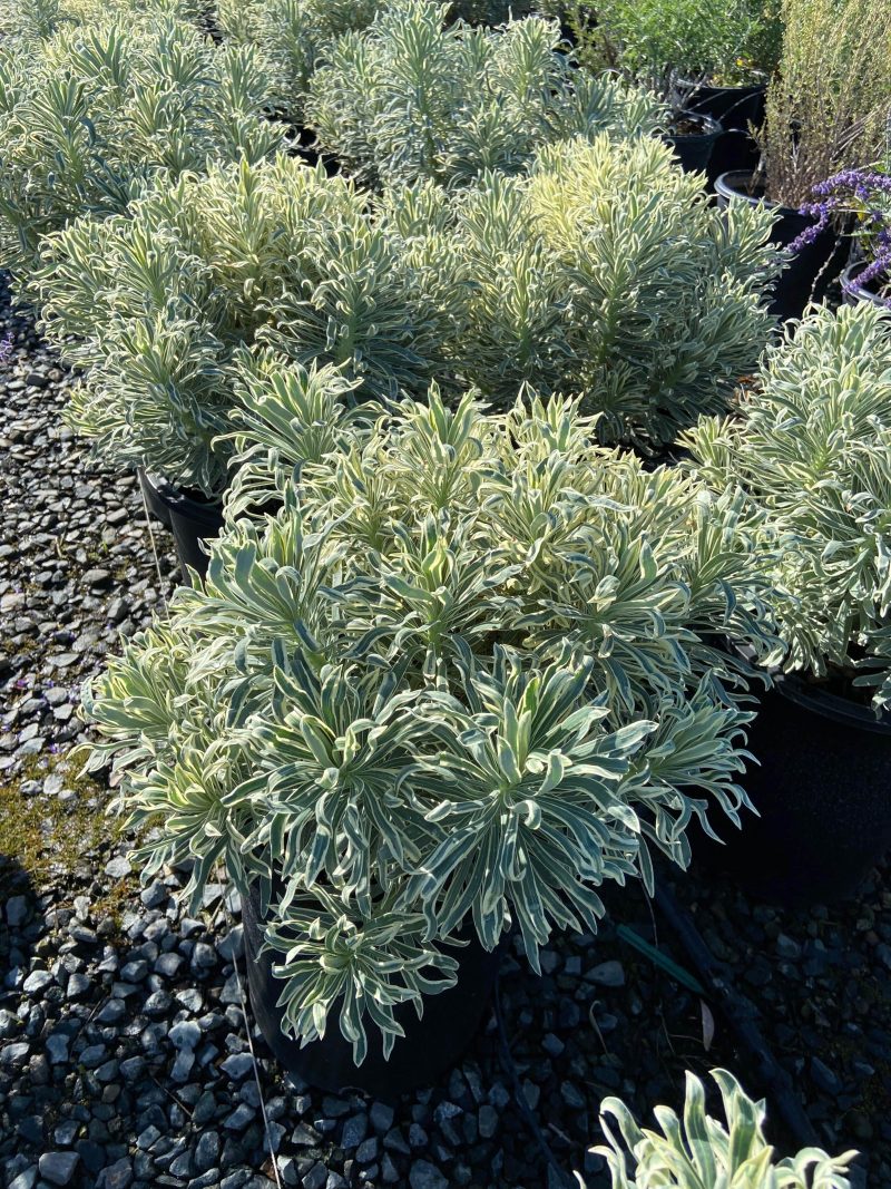 Spurge - Euphorbia - Pulled Nursery