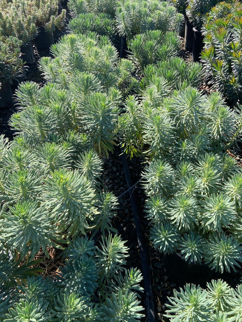 Spurge - Euphorbia - Pulled Nursery