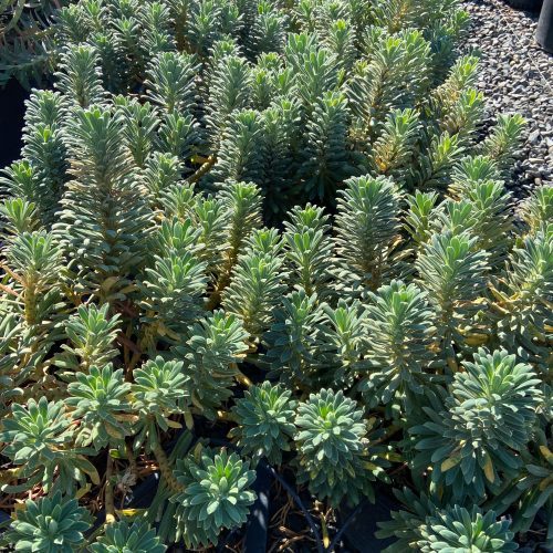 Spurge - Euphorbia - Pulled Nursery