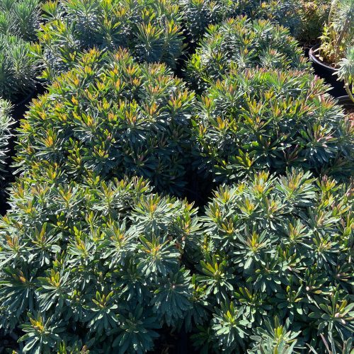 Spurge - Euphorbia - Pulled Nursery