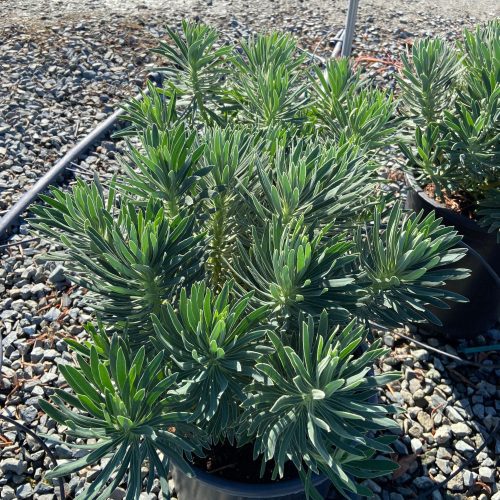 Spurge - Euphorbia - Pulled Nursery