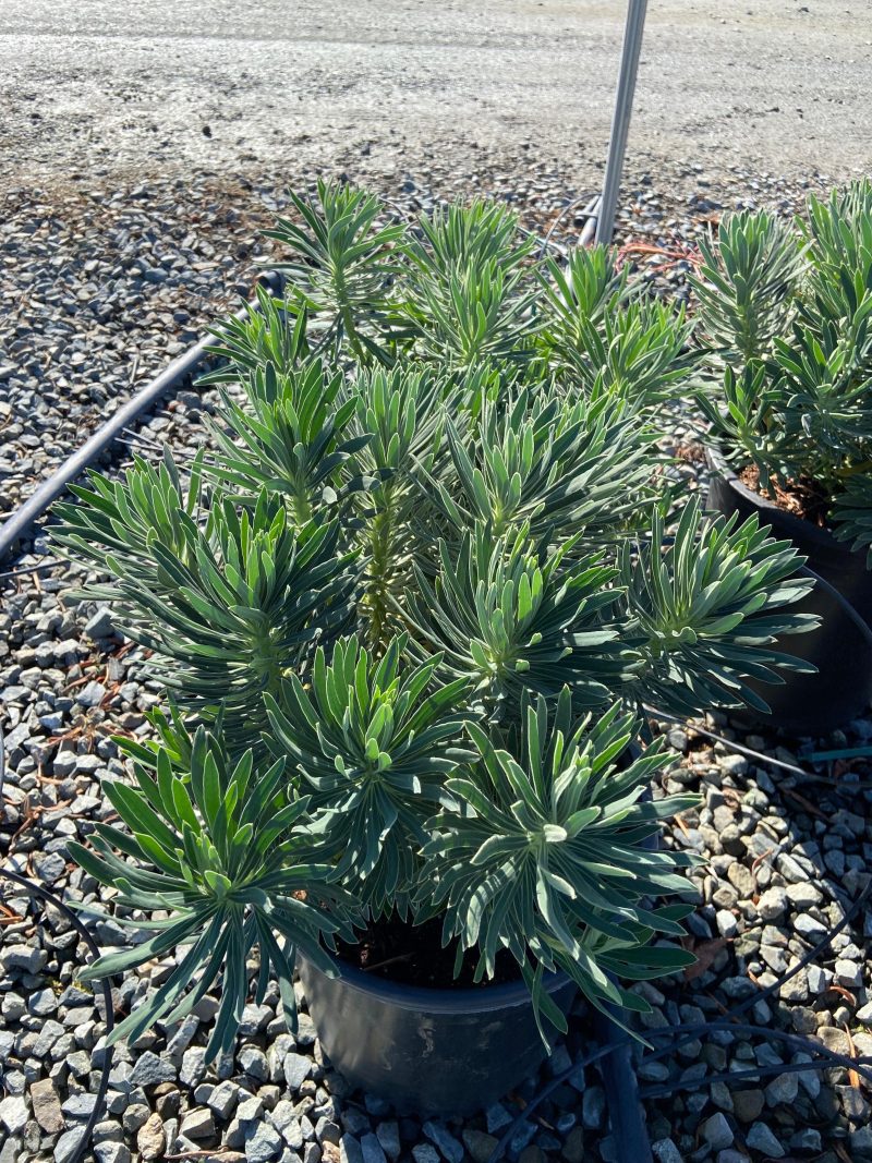 Spurge - Euphorbia - Pulled Nursery