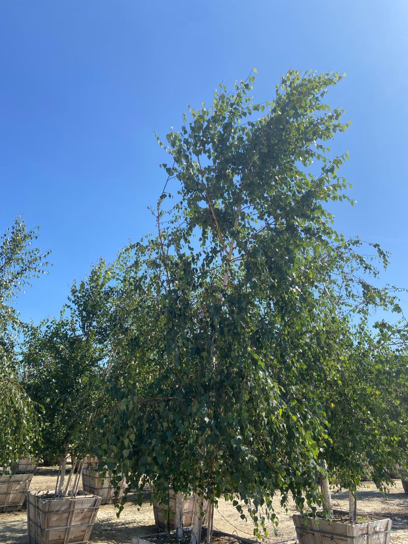 European White Birch (Betula pendula) - Pulled Nursery