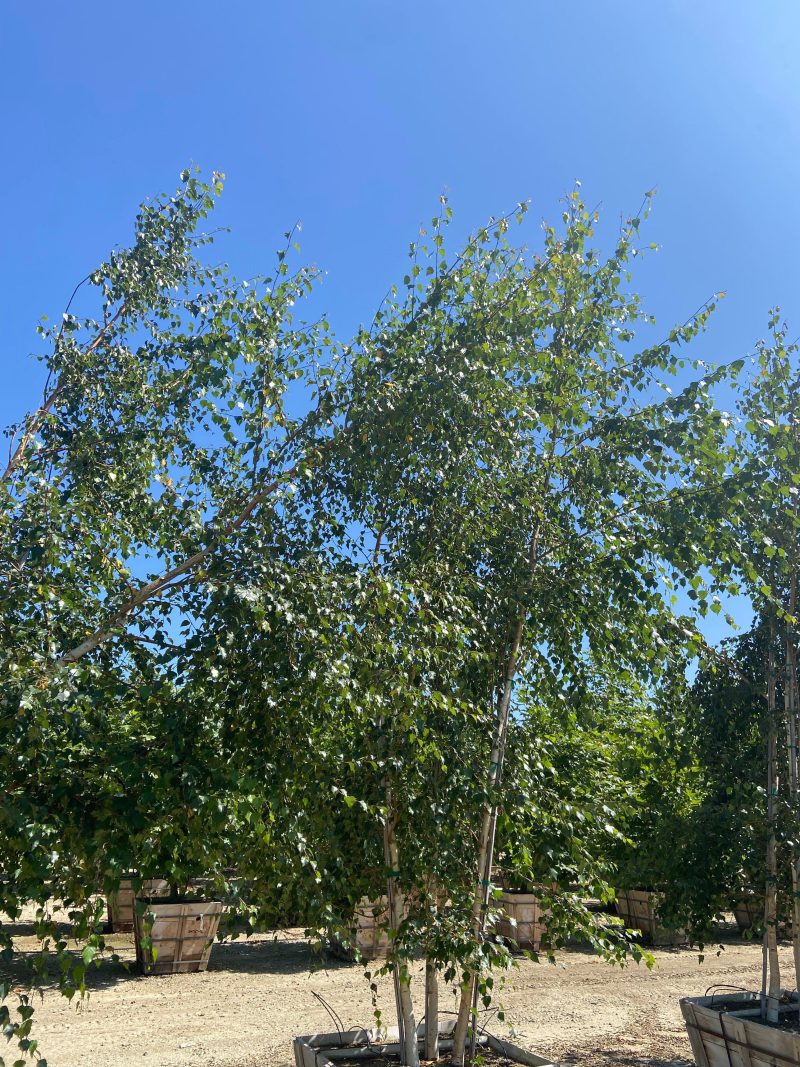 European White Birch (Betula pendula) - Pulled Nursery