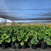 Giant Leopard Plant - Farifugium japonicum ‘Gigantea’ - Pulled Nursery