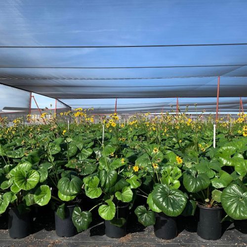 Giant Leopard Plant - Farifugium japonicum ‘Gigantea’ - Pulled Nursery