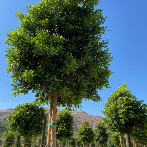 Indian Laurel Tree - Ficus microcarpa nitida - Pulled Nursery