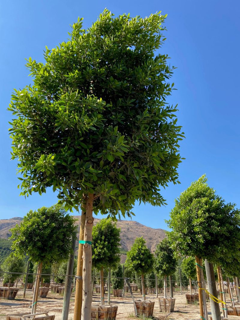 Indian Laurel Tree - Ficus microcarpa nitida - Pulled Nursery