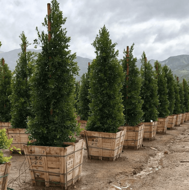 Indian Laurel Fig - Ficus microcarpa nitida