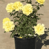 Floribunda Rose Sunsprite - Pulled Nursery