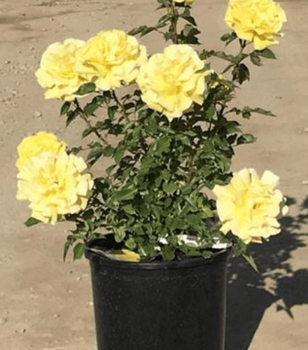 Floribunda Rose Sunsprite - Pulled Nursery