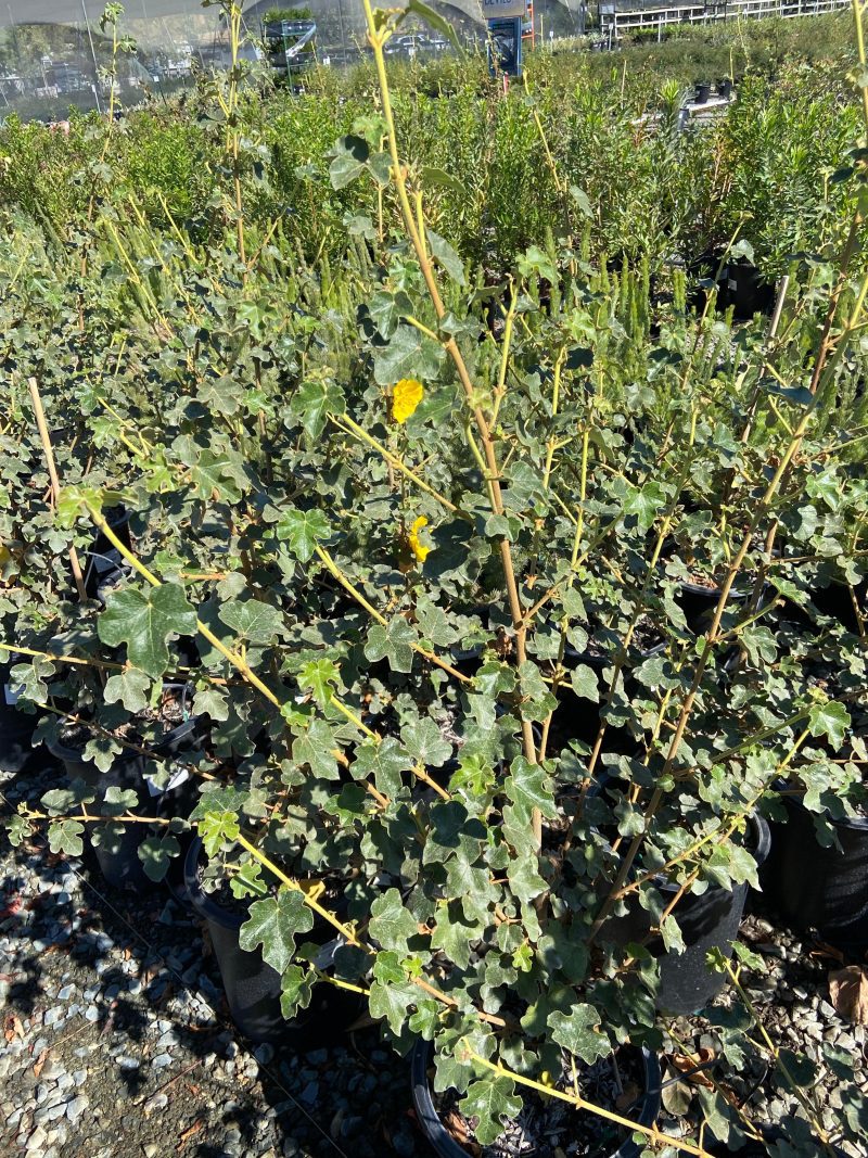 Flannel Bush - Fremontodendron - Pulled Nursery