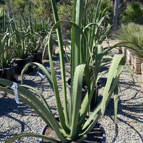 MacDougall's Century Plant - Furcraea macdougallii - Pulled Nursery