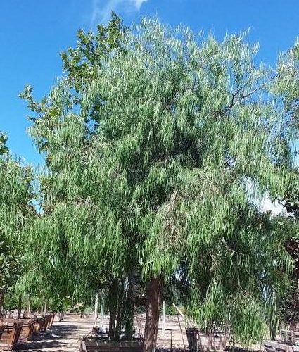 Australian Willow - Geijera parviflora - Pulled Nursery