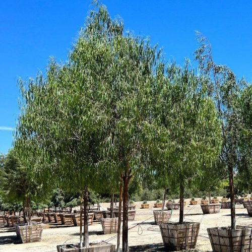 Australian Willow - Geijera parviflora - Pulled Nursery