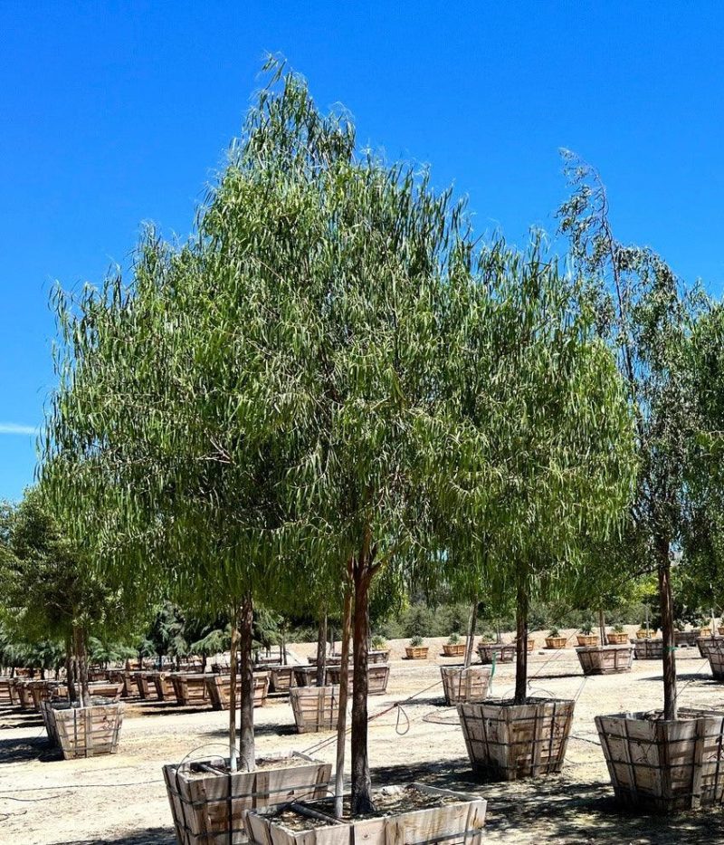 Australian Willow - Geijera parviflora - Pulled Nursery