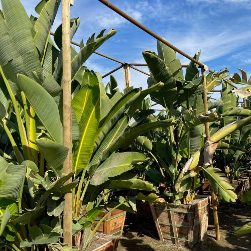 Giant Bird of Paradise