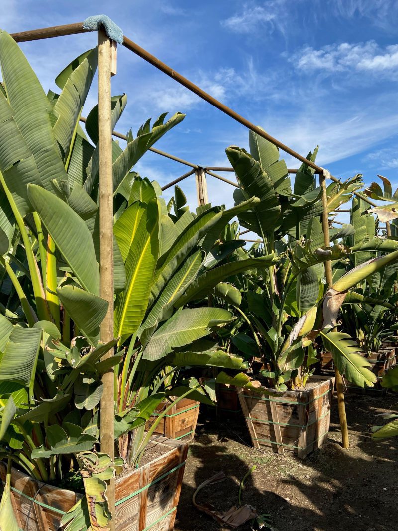 Giant Bird of Paradise