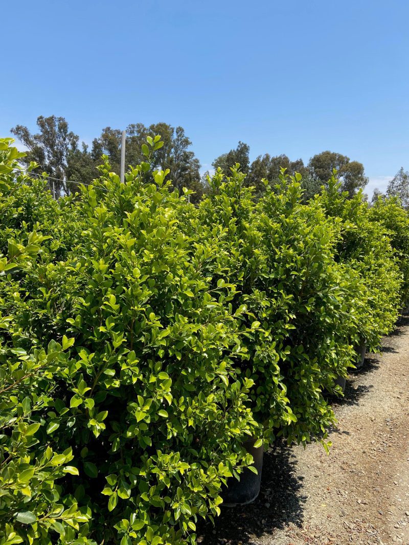 Indian Laurel Fig Green Gem - Ficus Nitida Green Gem - Pulled Nursery