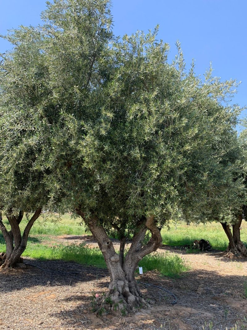 Sevillano Olive Tree (Olea europaea 'Sevillano') - Pulled Nursery