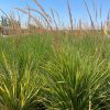 Feather Reed Grass - Calamagrostis Karl Foerster - Pulled Nursery