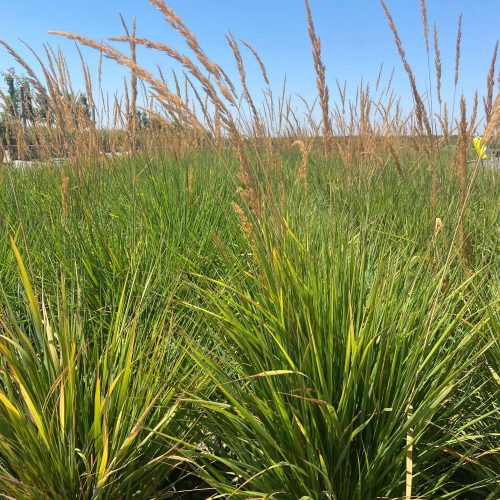 Feather Reed Grass - Calamagrostis Karl Foerster - Pulled Nursery