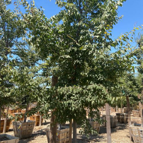 Japanese Zelkova - Zelkova Serrata - Pulled Nursery