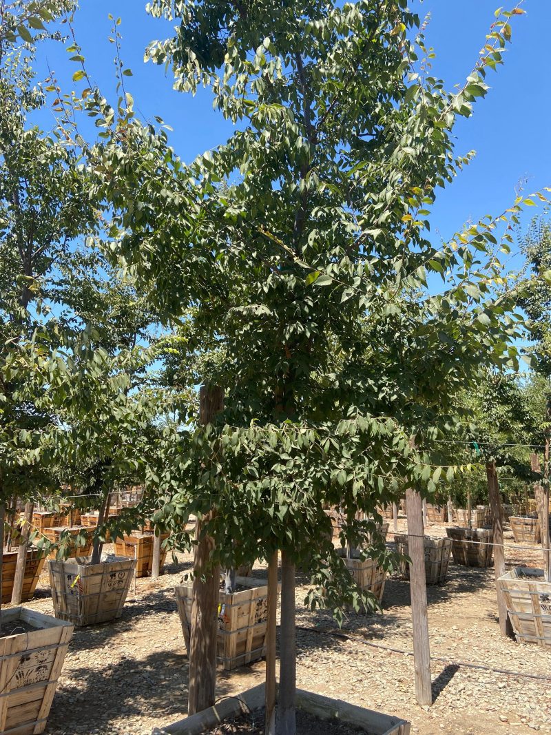 Japanese Zelkova - Zelkova Serrata - Pulled Nursery