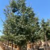 Japanese Zelkova - Zelkova Serrata - Pulled Nursery