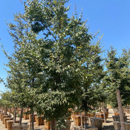 Japanese Zelkova - Zelkova Serrata - Pulled Nursery