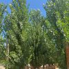 Lombardy Poplar - Populus Nigra Italica - Pulled Nursery