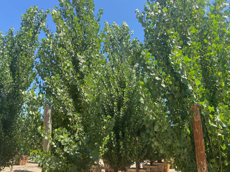 Lombardy Poplar - Populus Nigra Italica - Pulled Nursery