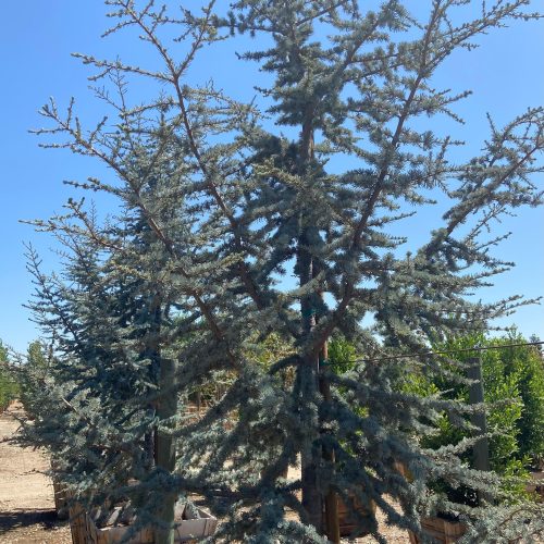 Blue Atlas Cedar - Cedrus Atlantica Glauca - Pulled Nursery